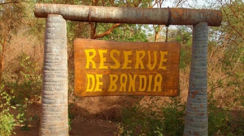 Pillage de la forêt classée de Bandia: Les Ciments du Sahel de Latfallah Layousse se taillent 236 hectares